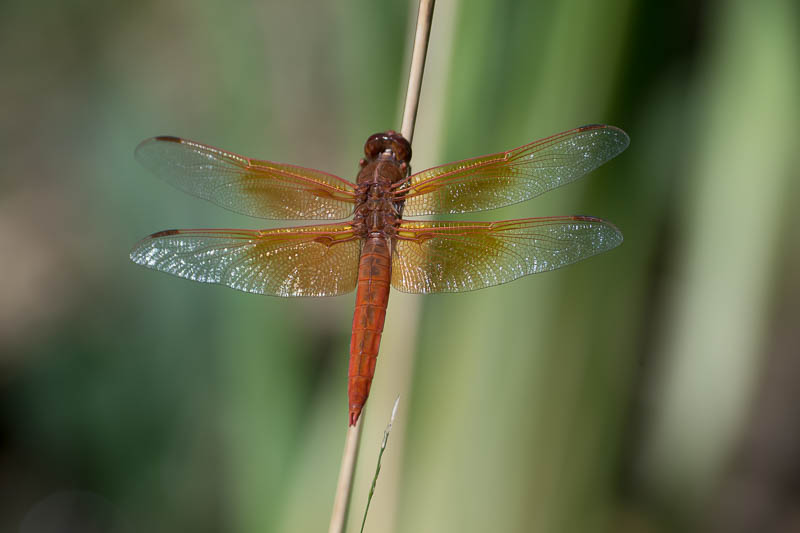 Flame Skimmer